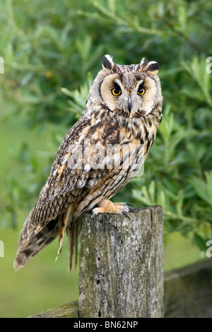 Waldkauz (Strix Aluco) Stockfoto