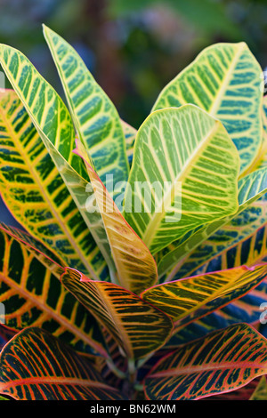 Nahaufnahme von einem breiten blätterte Garten Croton (Codiaeum variegatum) Stockfoto