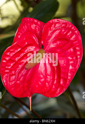 Eine einzelne große rote Anthurie Blume Stockfoto