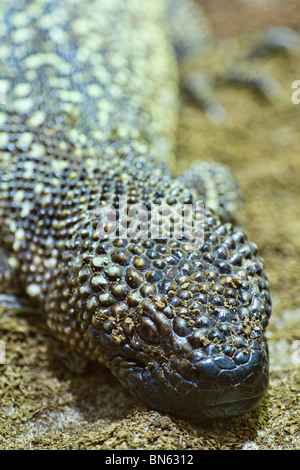 Nahaufnahme der Kopf eines mexikanischen Beaded Lizard (Heloderma horridum) Stockfoto