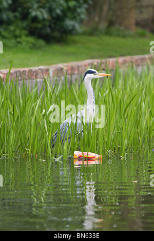 Fischreiher Angeln im Teich, die mit Kunststoff Trinkflasche verschmutzt wurde. Stockfoto