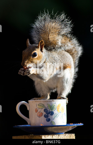 West Sussex, UK. Eine einzige graue Eichhörnchen essen von Muttern und dabei zwischen auf dem Rand eines alten Teetasse, die als Bird Feeder recycelt wurde. Stockfoto