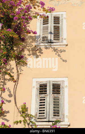Alte Fensterläden in Europa mit Bougainvillea-Ranke an Wand Stockfoto