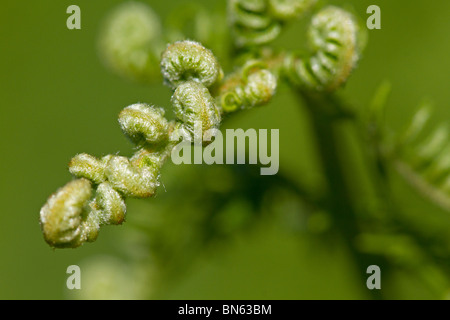 Neue uncurling Farn Wedel Stockfoto