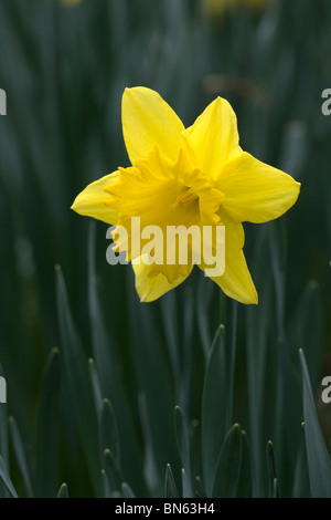 Narzisse (Narcissus) im Frühling Stockfoto