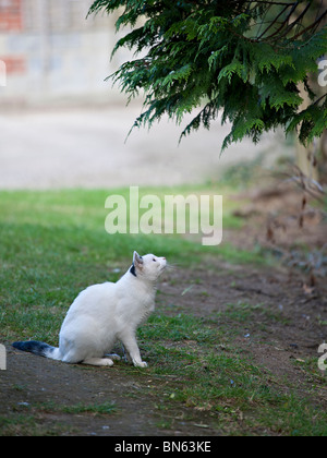 Hauskatze im Garten mit Blick auf einen Vogel auf einem Baum Stockfoto