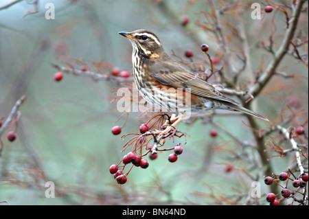 Rotdrossel (Turdus Iliacus) Stockfoto