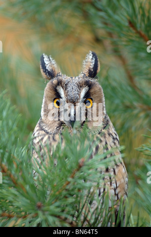 Waldohreule (Asio Otus) Stockfoto