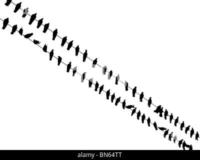 Vögel sitzen auf Drähten (isoliert auf weiße, hohe Auflösung) Stockfoto