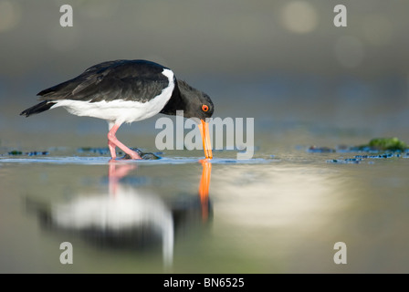 Trauerschnäpper Austernfischer, Haematopus Longirostris, Christchurch, Neuseeland Stockfoto