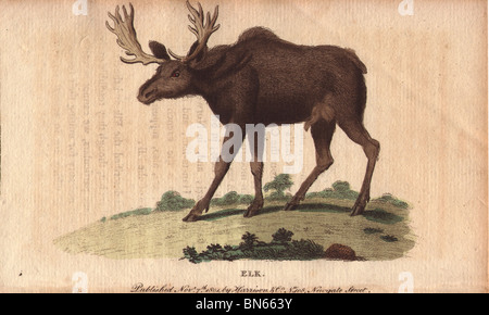 Elche oder Wapiti Cervus canadensis Stockfoto