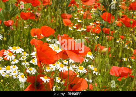 Red poppies and white daisies Stockfoto
