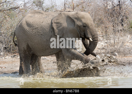 Elefant-Spritzer durch ein Wasserloch im Etosha Nationalpark, Namibia Stockfoto