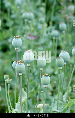 Grün geschlossen Mohn Köpfe in einem Garten in England Stockfoto