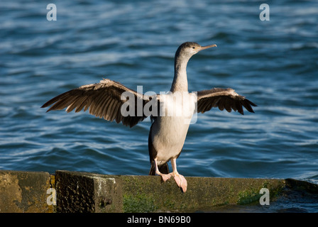 Juvenile Neuseeland Pied Shag Phalacrocorax varius Stockfoto