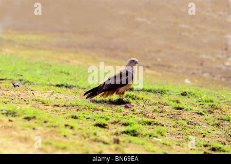 Adler sitzend auf dem Feld Stockfoto