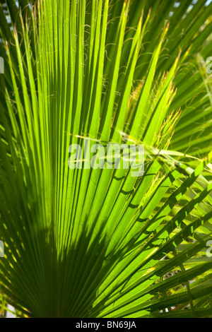 Nahaufnahme einer Palme Stockfoto