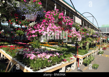 Jean Talon Flower Market, Little Italy, Montreal Stockfoto