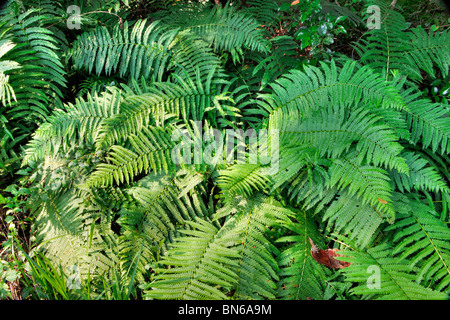 Zimt-Farn, Osmunda Cinnamomea, Ocala National Forest, Florida Stockfoto