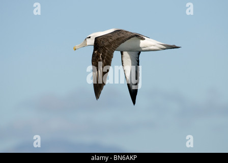 Weiße begrenzt Mollymawk / schüchtern Albatros, Thalassarche Steadi / T. Cauta, Erwachsene im Flug, Kaikoura, Neuseeland Stockfoto