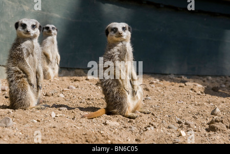 Drei Erdmännchen sitzend in die Kamera schaut Stockfoto