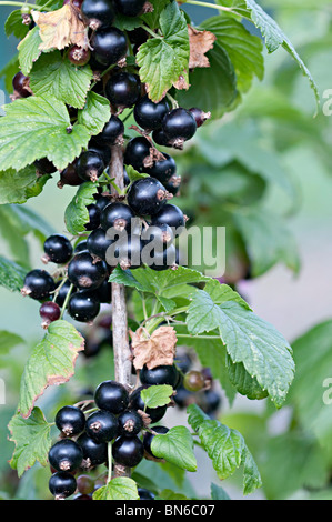 eine Reihe von schwarzen Johannisbeeren auf einem Busch in eine Zuteilung im Vereinigten Königreich Stockfoto