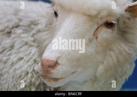 Dolly das Schaf, das weltweit erste geklonte Säugetier, erstellt von Professor Sir Ian Wilmut, ausgestellt im Royal Museum of Scotland. Stockfoto