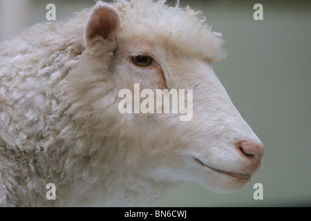 Dolly das Schaf, das weltweit erste geklonte Säugetier, erstellt von Professor Sir Ian Wilmut, ausgestellt im Royal Museum of Scotland. Stockfoto