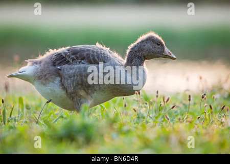 Eine juvenile Wildgans (Anser Anser) Essen Rasen in der Nähe von einem Teich in North Lincolnshire, England, Vereinigtes Königreich Stockfoto