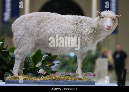 Dolly das Schaf, das weltweit erste geklonte Säugetier, erstellt von Professor Sir Ian Wilmut, ausgestellt im Royal Museum of Scotland. Stockfoto