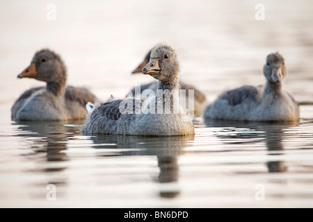 Juvenile wilde Gänse (Anser Anser) schwimmen auf dem Teich in North Lincolnshire, England, Vereinigtes Königreich Stockfoto