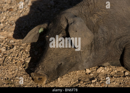 Eine spanische iberischen Schwein ruht auf dem Lande in Prado del Rey, Sierra de Cadiz, Provinz Cadiz, Andalusien, Spanien Stockfoto