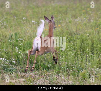 White tailed Deer Doe Schweif Alarmsignal Stockfoto