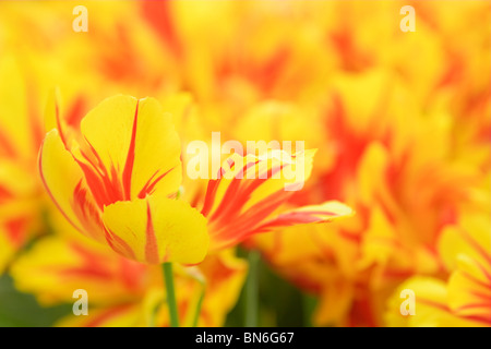 Gelbe und rote Tulpe in einem Blumenbeet Stockfoto