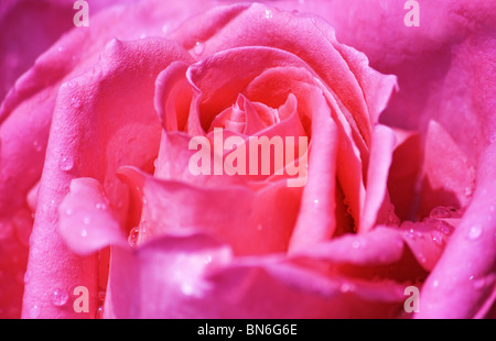 Nahaufnahme von rosa Rose in voller Blüte mit Wassertropfen Stockfoto