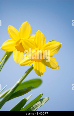 Narzisse Blumen mit blauem Himmel Stockfoto