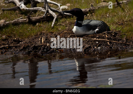 Erwachsene häufig Loon (Gavia Immer) nisten Boulder Junction, Wisconsin. Stockfoto