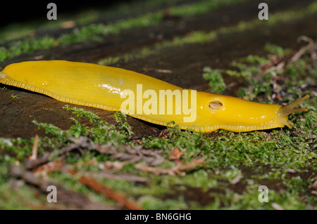 Stock Foto von einer Banane Schnecke kriecht über den Waldboden. Stockfoto