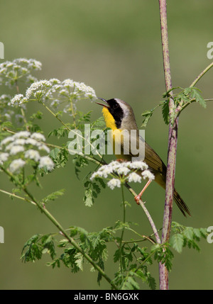 gemeinsame Yellowthroat Warbler Blume Stockfoto