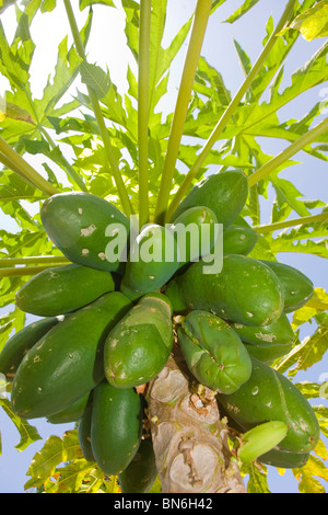 Grün oder unreife Papayas wachsen auf einem Paw Paw Baum. Stockfoto