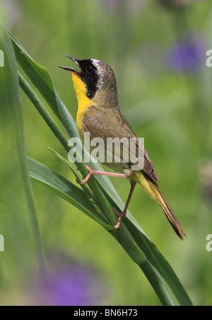 gemeinsame Yellowthroat Warbler Spinne Würze Blume Stockfoto