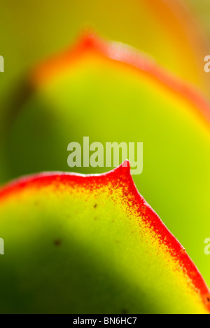 Schweine Ohr saftigen Cotyledon Orbiculata Neuseeland Stockfoto