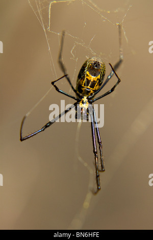 Makro-Bild der golden Orb Spider Web im Royal Natal Park Stockfoto