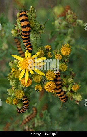 Zinnober Moth Raupen Tyria Jacobaeae Fütterung auf Kreuzkraut bei Martin bloße WWT, Lancashire UK Stockfoto