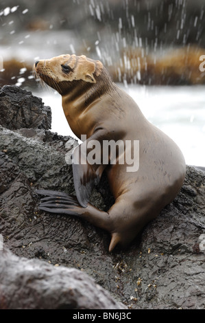 Stock Foto von California Seelöwen Pup ruht auf einem Felsen. Stockfoto