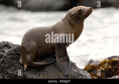 Stock Foto von California Seelöwen Pup ruht auf einem Felsen. Stockfoto