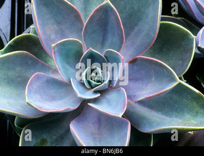 Echeveria "Herzogin von Nürnberg" Rosette Sukkulenten Sukkulenten Gartenpflanze Pflanzen Zimmerpflanze Zimmerpflanzen Stockfoto