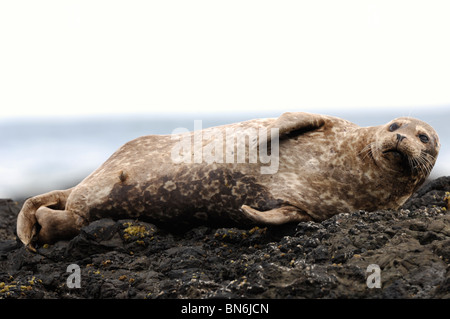 Stock Foto einer California Hafen Dichtung ruht auf einem Felsen an der Küste entlang. Stockfoto