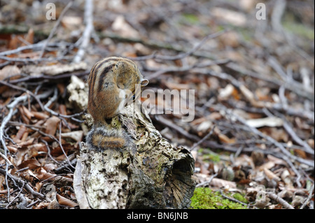 Wilden sibirischen Streifenhörnchen (Tamias Sibiricus) auf einem Toten Ast sitzen und seinen Pelz Reinigung Stockfoto