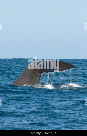 Pottwal Physeter Macrocephalus Tauchen Kaikoura Neuseeland Stockfoto